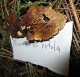 Marasmius capillaris image