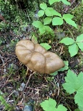 Gyromitra californica image