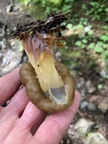 Gyromitra californica image