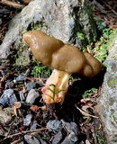 Gyromitra californica image