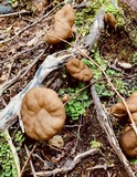 Gyromitra californica image