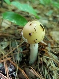 Amanita praecox image