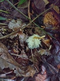 Calocybe cyanea image