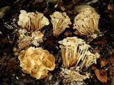 Marasmius wynneae image