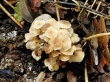 Marasmius wynneae image