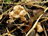 Marasmius wynneae image