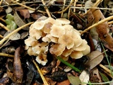 Marasmius wynneae image