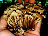 Marasmius wynneae image
