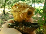 Marasmius wynneae image