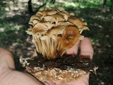 Marasmius wynneae image