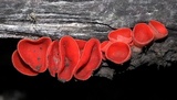Sarcoscypha occidentalis image