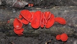Sarcoscypha occidentalis image