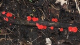 Sarcoscypha occidentalis image