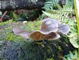 Pleurotus australis image