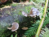 Pleurotus australis image