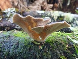 Pleurotus australis image