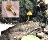 Pluteus romellii image