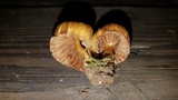 Cortinarius distans image