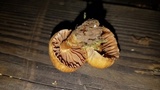 Cortinarius distans image