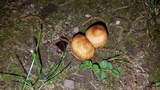 Cortinarius distans image