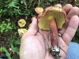 Baorangia rufomaculata image