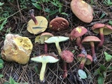 Baorangia rufomaculata image