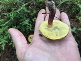 Baorangia rufomaculata image