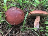 Boletus pseudopinophilus image