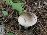 Amanita murrilliana image