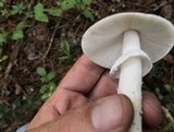 Amanita murrilliana image