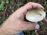 Amanita murrilliana image