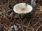 Amanita murrilliana image