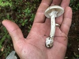 Amanita murrilliana image