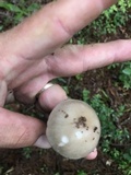 Amanita murrilliana image