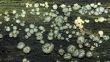 Trichoderma gelatinosum image