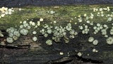 Trichoderma gelatinosum image