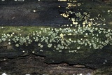 Trichoderma gelatinosum image