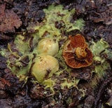 Cortinarius globuliformis image