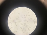 Baorangia rufomaculata image