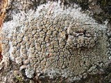Lecanora varia image