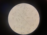 Baorangia rufomaculata image