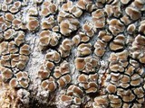 Lecanora varia image
