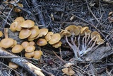 Kuehneromyces lignicola image