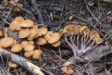 Kuehneromyces lignicola image