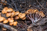 Kuehneromyces lignicola image