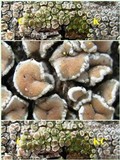 Lecanora varia image