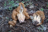 Gyromitra californica image