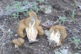 Gyromitra californica image
