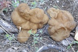 Gyromitra californica image