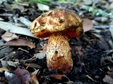 Suillellus hypocarycinus image